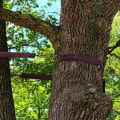 When Is Tree Cabling And Bracing Necessary?