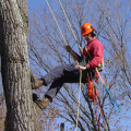 What should i look for in an arborist?