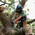 Will's tree service and removal?