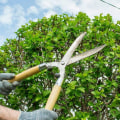 What is the difference between cutting and pruning?