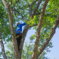 What time of year is best to remove a tree?