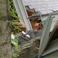 How do you know if a tree is too close to your house?