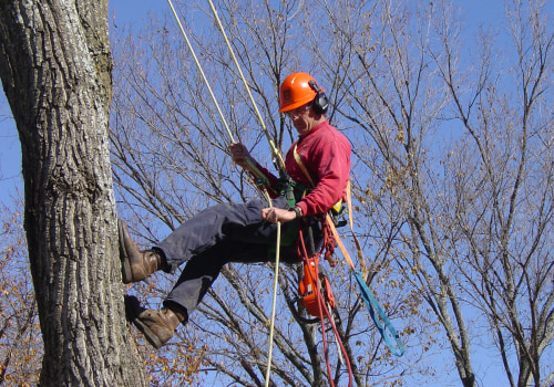 What should i look for in an arborist?