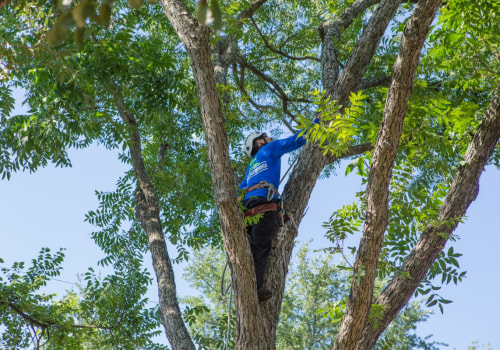 What's the best time of year to remove trees?