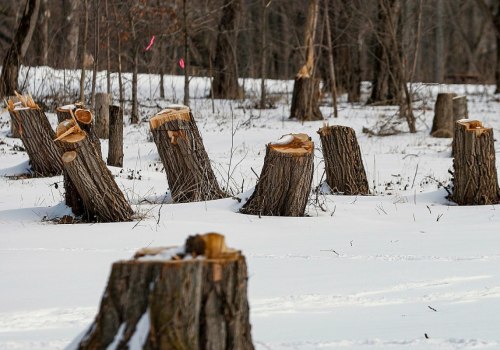 Can you cut down trees in the winter?