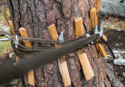 Diy Guide To Tree Cabling And Bracing