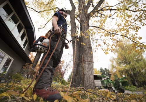Do tree services need to be licensed california?