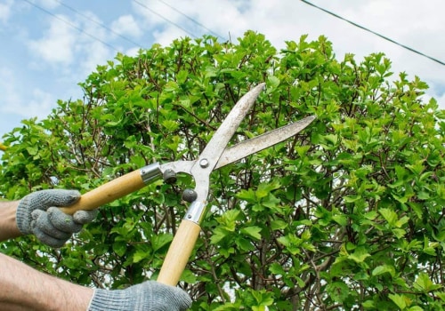 What is the difference between cutting and pruning?