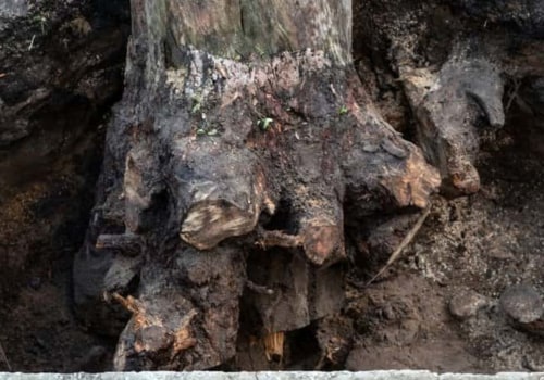 What happens to the ground when a tree is removed?